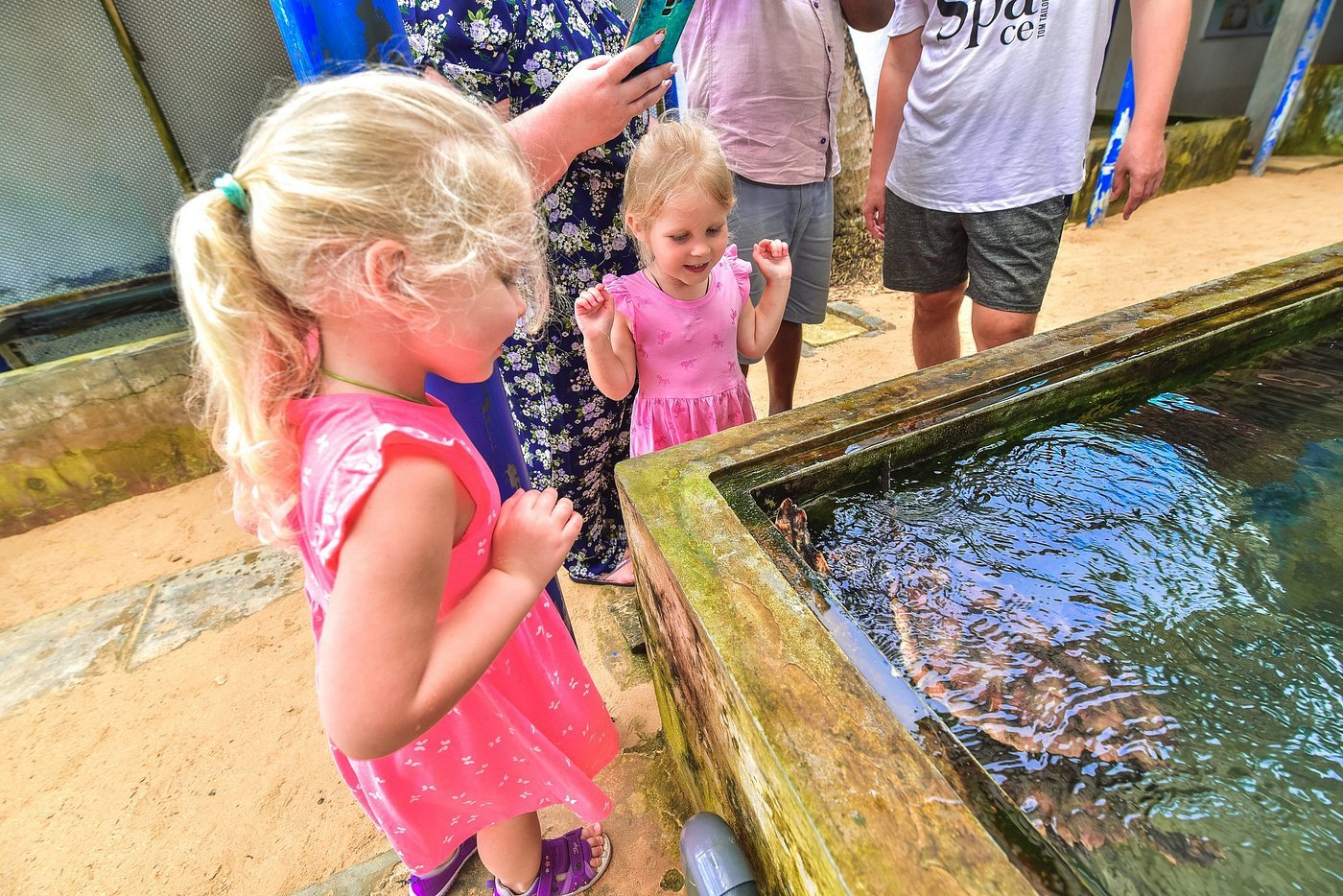 turtle hatchery conservation
